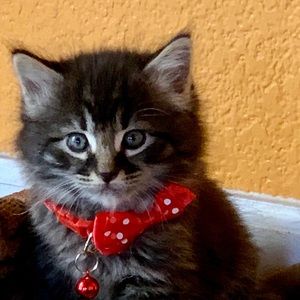 Meet your Posher, Joyeeta